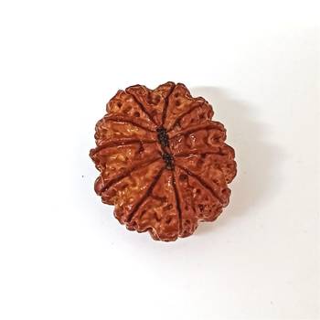 Natural 11 Mukhi Eleven Faced Nepali Rudraksha at Wholesale Rate Healing Loose Fine Quality Astrology Jewellery 1 Pcs 1