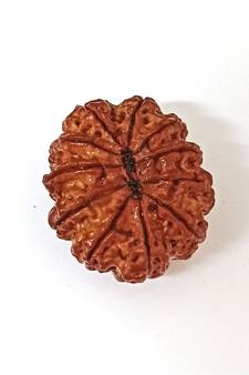 Natural 11 Mukhi Eleven Faced Nepali Rudraksha at Wholesale Rate Healing Loose Fine Quality Astrology Jewellery 1 Pcs