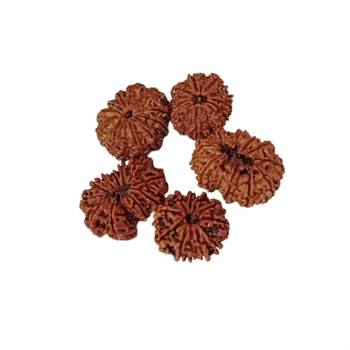 Natural 11 Mukhi Eleven Faced Nepali Rudraksha at Wholesale Rate Healing Loose Fine Quality Astrology Jewellery 1 Pcs 2