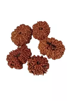 Natural 11 Mukhi Eleven Faced Nepali Rudraksha at Wholesale Rate Healing Loose Fine Quality Astrology Jewellery 1 Pcs