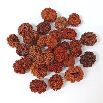 Natural 11 Mukhi Eleven Faced Nepali Rudraksha at Wholesale Rate Healing Loose Fine Quality Astrology Jewellery 1 Pcs 3