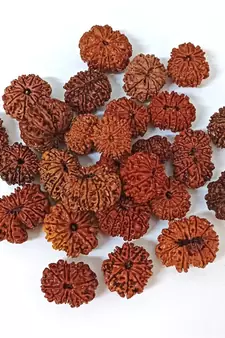 Natural 11 Mukhi Eleven Faced Nepali Rudraksha at Wholesale Rate Healing Loose Fine Quality Astrology Jewellery 1 Pcs