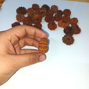 Natural 11 Mukhi Eleven Faced Nepali Rudraksha at Wholesale Rate Healing Loose Fine Quality Astrology Jewellery 1 Pcs 4