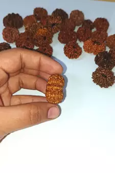 Natural 11 Mukhi Eleven Faced Nepali Rudraksha at Wholesale Rate Healing Loose Fine Quality Astrology Jewellery 1 Pcs