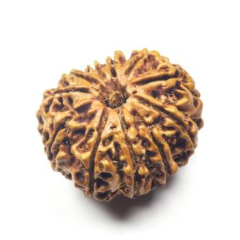 Natural 12 Mukhi Twelve Faced Nepali Rudraksha at Wholesale Rate Healing Loose Fine Quality Astrology Jewellery 1 Pcs 1