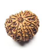 Natural 12 Mukhi Twelve Faced Nepali Rudraksha at Wholesale Rate Healing Loose Fine Quality Astrology Jewellery 1 Pcs