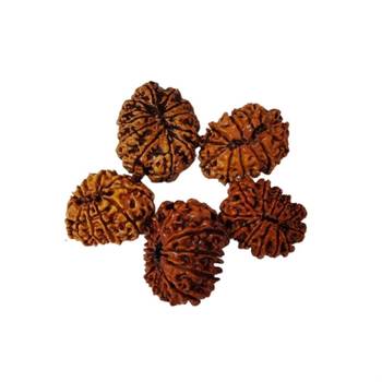 Natural 12 Mukhi Twelve Faced Nepali Rudraksha at Wholesale Rate Healing Loose Fine Quality Astrology Jewellery 1 Pcs 2