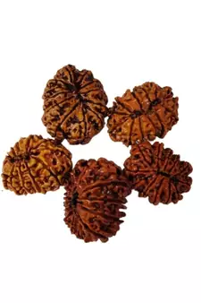 Natural 12 Mukhi Twelve Faced Nepali Rudraksha at Wholesale Rate Healing Loose Fine Quality Astrology Jewellery 1 Pcs