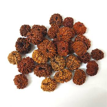 Natural 12 Mukhi Twelve Faced Nepali Rudraksha at Wholesale Rate Healing Loose Fine Quality Astrology Jewellery 1 Pcs 3