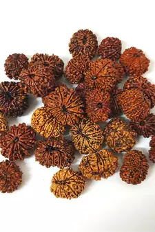Natural 12 Mukhi Twelve Faced Nepali Rudraksha at Wholesale Rate Healing Loose Fine Quality Astrology Jewellery 1 Pcs