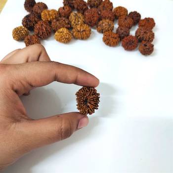 Natural 12 Mukhi Twelve Faced Nepali Rudraksha at Wholesale Rate Healing Loose Fine Quality Astrology Jewellery 1 Pcs 4