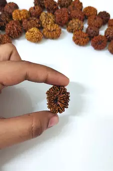 Natural 12 Mukhi Twelve Faced Nepali Rudraksha at Wholesale Rate Healing Loose Fine Quality Astrology Jewellery 1 Pcs