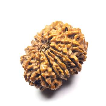 Natural 13 Mukhi Thirteen Faced Nepali Rudraksha at Wholesale Rate Healing Loose Fine Quality Astrology Jewellery 1 Pcs 1