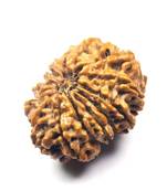 Natural 13 Mukhi Thirteen Faced Nepali Rudraksha at Wholesale Rate Healing Loose Fine Quality Astrology Jewellery 1 Pcs