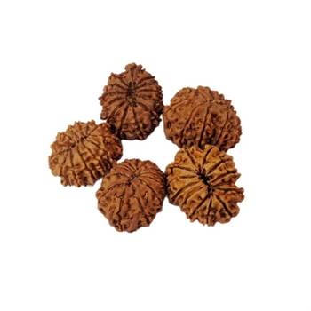Natural 13 Mukhi Thirteen Faced Nepali Rudraksha at Wholesale Rate Healing Loose Fine Quality Astrology Jewellery 1 Pcs 2