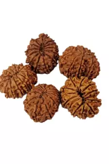 Natural 13 Mukhi Thirteen Faced Nepali Rudraksha at Wholesale Rate Healing Loose Fine Quality Astrology Jewellery 1 Pcs
