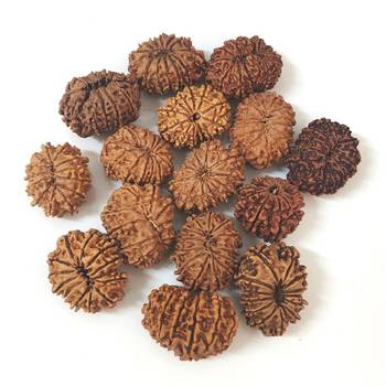 Natural 13 Mukhi Thirteen Faced Nepali Rudraksha at Wholesale Rate Healing Loose Fine Quality Astrology Jewellery 1 Pcs 3