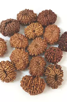Natural 13 Mukhi Thirteen Faced Nepali Rudraksha at Wholesale Rate Healing Loose Fine Quality Astrology Jewellery 1 Pcs