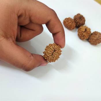 Natural 13 Mukhi Thirteen Faced Nepali Rudraksha at Wholesale Rate Healing Loose Fine Quality Astrology Jewellery 1 Pcs 4