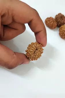 Natural 13 Mukhi Thirteen Faced Nepali Rudraksha at Wholesale Rate Healing Loose Fine Quality Astrology Jewellery 1 Pcs