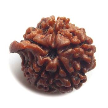Natural Shree Ganesh Nepali Rudraksha at Wholesale Rate Spritual Healing Loose Fine Quality Astrology Jewellery 1 Pcs 1