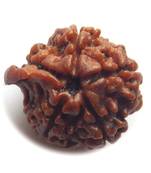 Natural Shree Ganesh Nepali Rudraksha at Wholesale Rate Spritual Healing Loose Fine Quality Astrology Jewellery 1 Pcs