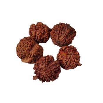 Natural Shree Ganesh Nepali Rudraksha at Wholesale Rate Spritual Healing Loose Fine Quality Astrology Jewellery 1 Pcs 2