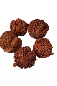 Natural Shree Ganesh Nepali Rudraksha at Wholesale Rate Spritual Healing Loose Fine Quality Astrology Jewellery 1 Pcs