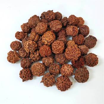 Natural Shree Ganesh Nepali Rudraksha at Wholesale Rate Spritual Healing Loose Fine Quality Astrology Jewellery 1 Pcs 3