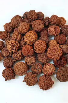 Natural Shree Ganesh Nepali Rudraksha at Wholesale Rate Spritual Healing Loose Fine Quality Astrology Jewellery 1 Pcs