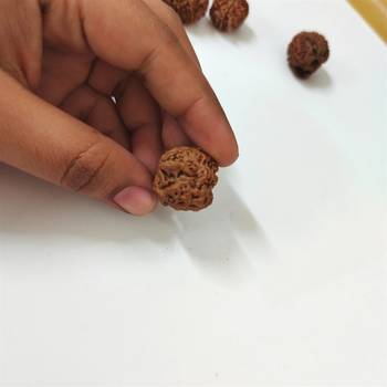 Natural Shree Ganesh Nepali Rudraksha at Wholesale Rate Spritual Healing Loose Fine Quality Astrology Jewellery 1 Pcs 4