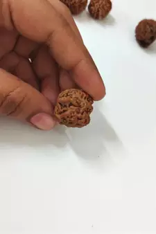 Natural Shree Ganesh Nepali Rudraksha at Wholesale Rate Spritual Healing Loose Fine Quality Astrology Jewellery 1 Pcs