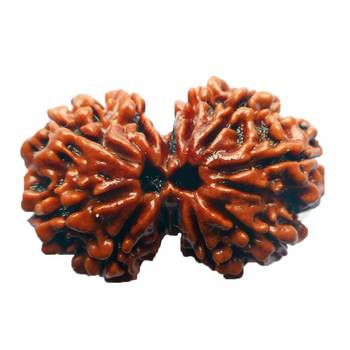 Natural Gauri Shankar Rudraksha Beada at Wholesale Rate Spritual Healing Loose Fine Quality Astrology Jewellery 1 Pcs 1