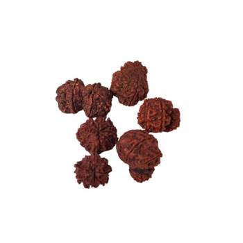 Natural Gauri Shankar Rudraksha Beada at Wholesale Rate Spritual Healing Loose Fine Quality Astrology Jewellery 1 Pcs 2