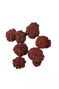 Natural Gauri Shankar Rudraksha Beada at Wholesale Rate Spritual Healing Loose Fine Quality Astrology Jewellery 1 Pcs