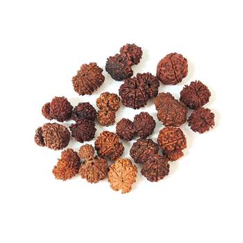 Natural Gauri Shankar Rudraksha Beada at Wholesale Rate Spritual Healing Loose Fine Quality Astrology Jewellery 1 Pcs 3