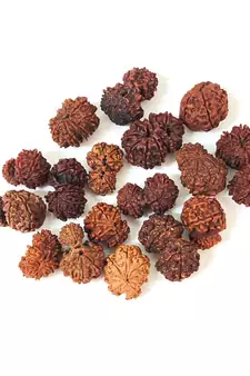 Natural Gauri Shankar Rudraksha Beada at Wholesale Rate Spritual Healing Loose Fine Quality Astrology Jewellery 1 Pcs