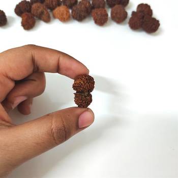 Natural Gauri Shankar Rudraksha Beada at Wholesale Rate Spritual Healing Loose Fine Quality Astrology Jewellery 1 Pcs 4
