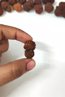 Natural Gauri Shankar Rudraksha Beada at Wholesale Rate Spritual Healing Loose Fine Quality Astrology Jewellery 1 Pcs