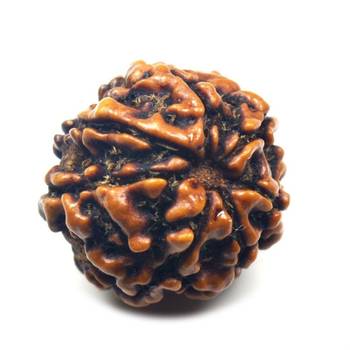 Natural 7 Mukhi Seven Faced Indonesia Rudraksha Beads at Wholesale Rate Looses Fine Quality Astrology Jewellery 1 Pcs 1