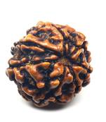 Natural 7 Mukhi Seven Faced Indonesia Rudraksha Beads at Wholesale Rate Looses Fine Quality Astrology Jewellery 1 Pcs