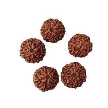 Natural 7 Mukhi Seven Faced Indonesia Rudraksha Beads at Wholesale Rate Looses Fine Quality Astrology Jewellery 1 Pcs 2