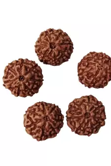 Natural 7 Mukhi Seven Faced Indonesia Rudraksha Beads at Wholesale Rate Looses Fine Quality Astrology Jewellery 1 Pcs