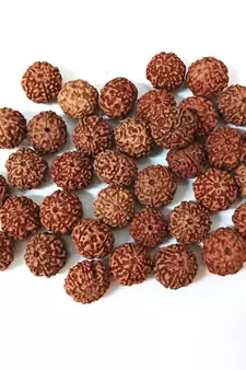 Natural 7 Mukhi Seven Faced Indonesia Rudraksha Beads at Wholesale Rate Looses Fine Quality Astrology Jewellery 1 Pcs