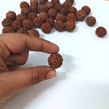 Natural 7 Mukhi Seven Faced Indonesia Rudraksha Beads at Wholesale Rate Looses Fine Quality Astrology Jewellery 1 Pcs 4