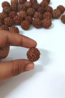 Natural 7 Mukhi Seven Faced Indonesia Rudraksha Beads at Wholesale Rate Looses Fine Quality Astrology Jewellery 1 Pcs