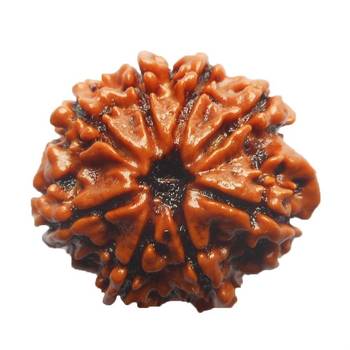 Natural 8 Mukhi Eight Faced Indonesia Rudraksha at Wholesale Rate Healing Looses Fine Quality Astrology Jewellery 1 Pcs 1