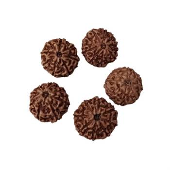 Natural 8 Mukhi Eight Faced Indonesia Rudraksha at Wholesale Rate Healing Looses Fine Quality Astrology Jewellery 1 Pcs 2