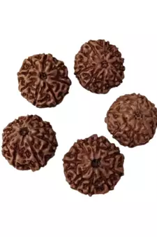 Natural 8 Mukhi Eight Faced Indonesia Rudraksha at Wholesale Rate Healing Looses Fine Quality Astrology Jewellery 1 Pcs