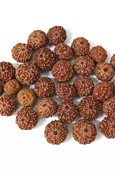 Natural 8 Mukhi Eight Faced Indonesia Rudraksha at Wholesale Rate Healing Looses Fine Quality Astrology Jewellery 1 Pcs